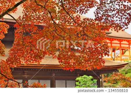 Autumn leaves of Kiyomizudera Autumn leaves of Kiyomizudera 134550810