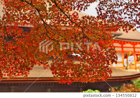 Kiyomizudera秋葉 134550812