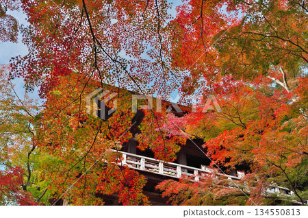 Autumn leaves of Kiyomizudera Autumn leaves of Kiyomizudera 134550813
