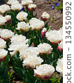 Double-flowered tulip 134550992