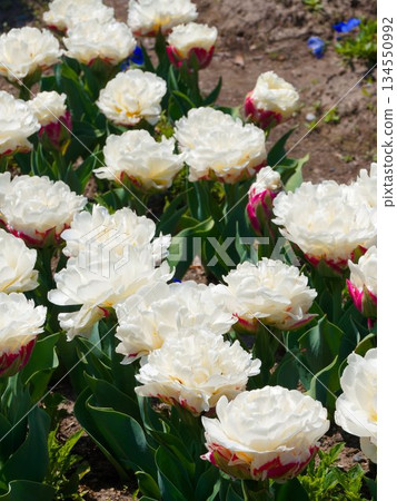 Double-flowered tulip 134550992