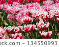 Double-flowered tulip 134550993