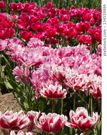 Brilliant tulips Brilliant tulips 134550994