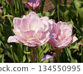 Fringe blooming tulips 134550995