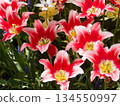 Red tulip 134550997