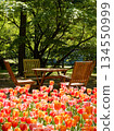 Park bench lined with tulips 134550999