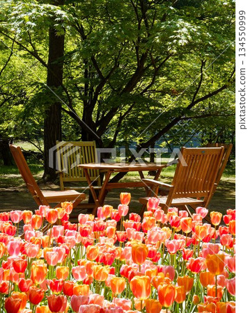 Park bench lined with tulips 134550999