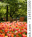 A park in early summer with tulips in full bloom 134551000