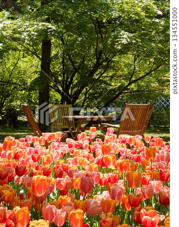 A park in early summer with tulips in full bloom 134551000