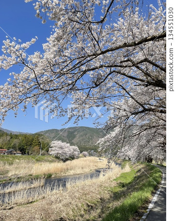 盛開的櫻花在藍天中閃耀 盛開的櫻花在藍天中閃耀 134551030