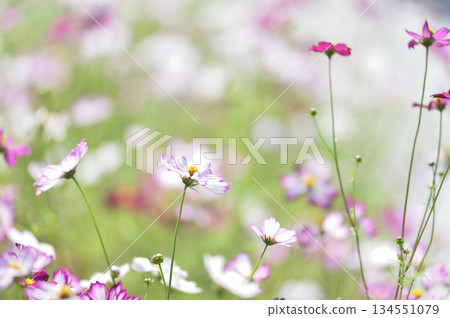 有一天我看到了一個宇宙場 134551079