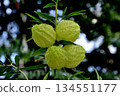 Fruit fruit fruit 134551177