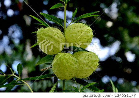 Fruit fruit fruit 134551177