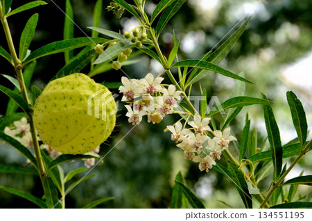 Fuchsia towata flowers 134551195