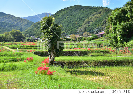Cluster amaryllis at Hyugayakushi in Isehara 134551218