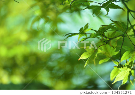 Fresh green season Fresh green season 134551271