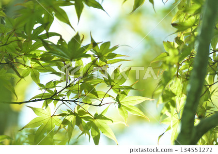 Fresh green season Fresh green season 134551272
