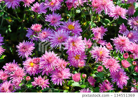 Beautiful pink Chrysanthemum Serebryannaya ladya flowers blooming in the garden under bright sunlight, symbol of autumn season and freshness. Beautiful pink Chrysanthemum Serebryannaya ladya flowers blooming in the garden under bright sunlight, symbol of autumn season and freshness. 134551369