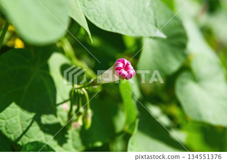 Single pink and white bindweed morning glory bud on green vine outdoors. Minimal natural composition with fresh leaves and soft background. 134551376