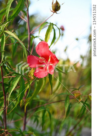 Red hibiscus flower blooming outdoors with narrow green leaves in natural garden light. Tropical ornamental plant with vivid petals and soft background. 134551382