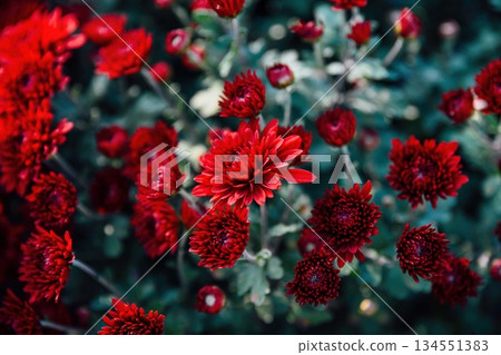 Red chrysanthemum Lipstick blooming in the garden with deep velvety petals and lush green foliage. Ornamental autumn flower with rich color. Red chrysanthemum Lipstick blooming in the garden with deep velvety petals and lush green foliage. Ornamental autumn flower with rich color. 134551383