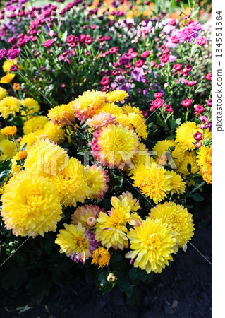 Yellow chrysanthemum Opal blooming in a garden bed with dense round flowers and fresh green foliage. Ornamental autumn plant in natural light. 134551384