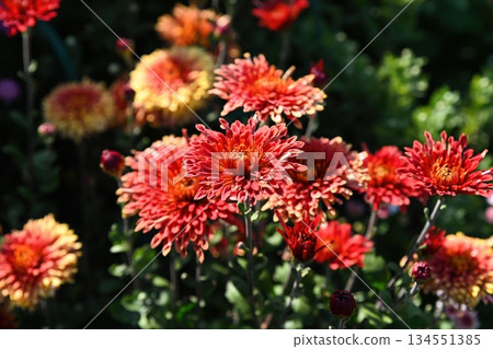 Red chrysanthemum Temnye resnichki blooming in garden sunlight with rich layered petals and soft background bokeh, seasonal autumn flower closeup Red chrysanthemum Temnye resnichki blooming in garden sunlight with rich layered petals and soft background bokeh, seasonal autumn flower closeup 134551385