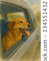 A dog leaning out of a car window to enjoy the view - a gentle watercolor illustration. 134551432