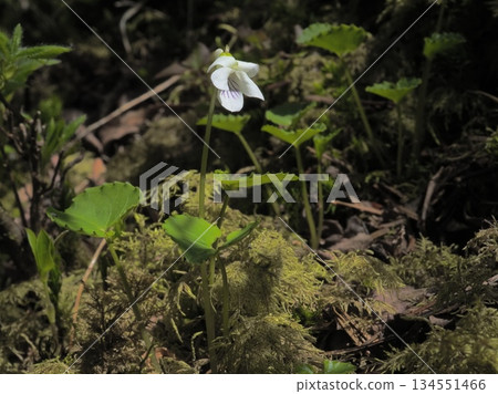 Pale violets on a mossy mountain Pale violets on a mossy mountain 134551466