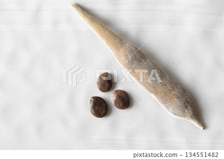 Wisteria seeds 134551482