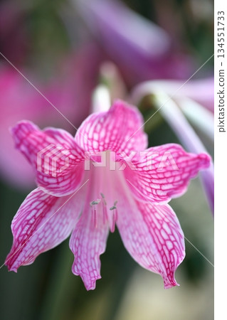 Hippeastrum flower Hippeastrum flower 134551733