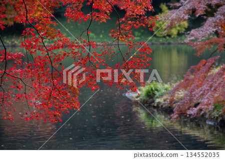 Autumn leaves reflected in the pond of Koishikawa Korakuen Garden. A tranquil autumn scene in a Japanese garden. 134552035
