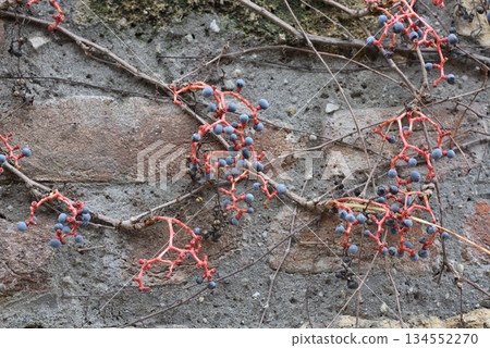 Red Vine with Blue Berries on Brick Wall Red Vine with Blue Berries on Brick Wall 134552270