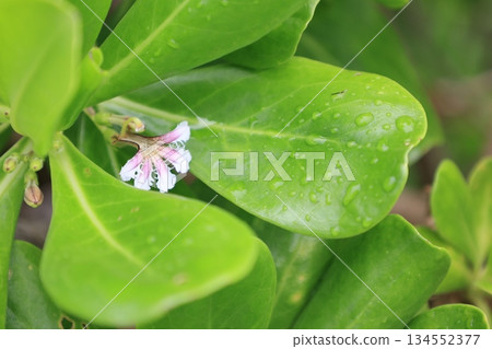 Pink Kusatobera flowers blooming in the tropics 134552377