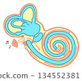 A cross-section showing the structure inside the cochlea and an illustration showing how sound is transmitted 134552381