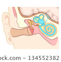 Cross-sectional illustration showing the structure inside the ear 134552382