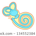 Cross-sectional illustration showing the structure inside the ear 134552384