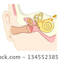 Cross-sectional illustration showing the structure inside the ear 134552385