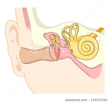 耳朵內部結構的橫切面圖 134552385