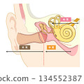 Cross-sectional illustration showing the structure inside the ear 134552387