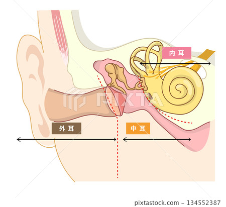 Cross-sectional illustration showing the structure inside the ear 134552387