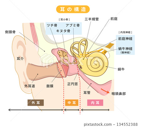 Cross-sectional illustration showing the structure inside the ear Cross-sectional illustration showing the structure inside the ear 134552388