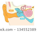 Cross-sectional illustration showing the structure inside the ear 134552389