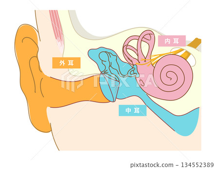 耳朵內部結構的橫切面圖 耳朵內部結構的橫切面圖 134552389