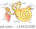 Cross-sectional illustration showing the structure inside the ear 134552390