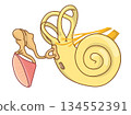 Cross-sectional illustration showing the structure inside the ear 134552391