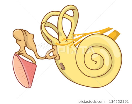 耳朵內部結構的橫切面圖 134552391
