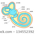 Cross-sectional illustration showing the structure inside the cochlea 134552392