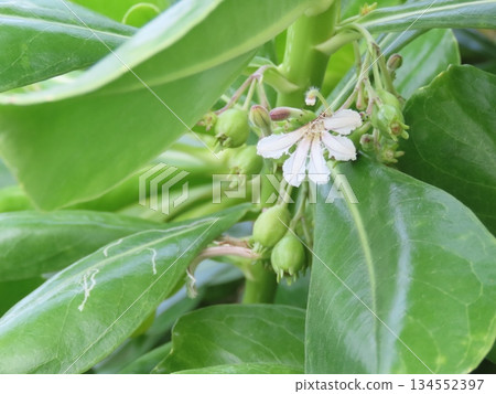 White flowers of the tropical Kusatobera White flowers of the tropical Kusatobera 134552397