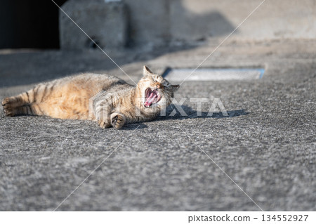 A cat lying on the street and yawning 134552927